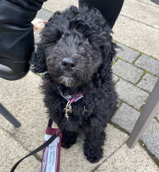 Miniature poodle Izzy sitting at an outside cafe