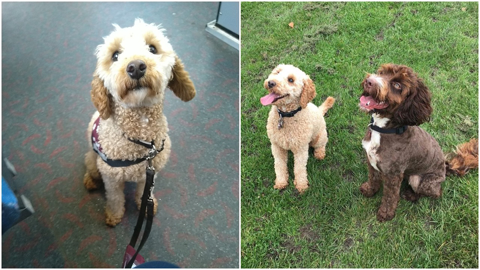 Two photos of miniature poodle Nelson on the bus and then in the park with his friend Mitchell