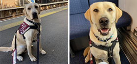 Side-by-side images of yellow Labrador sitting on a train station platform and then sitting on a train