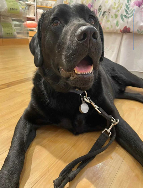 A close up of black Labrador settling in a shop
