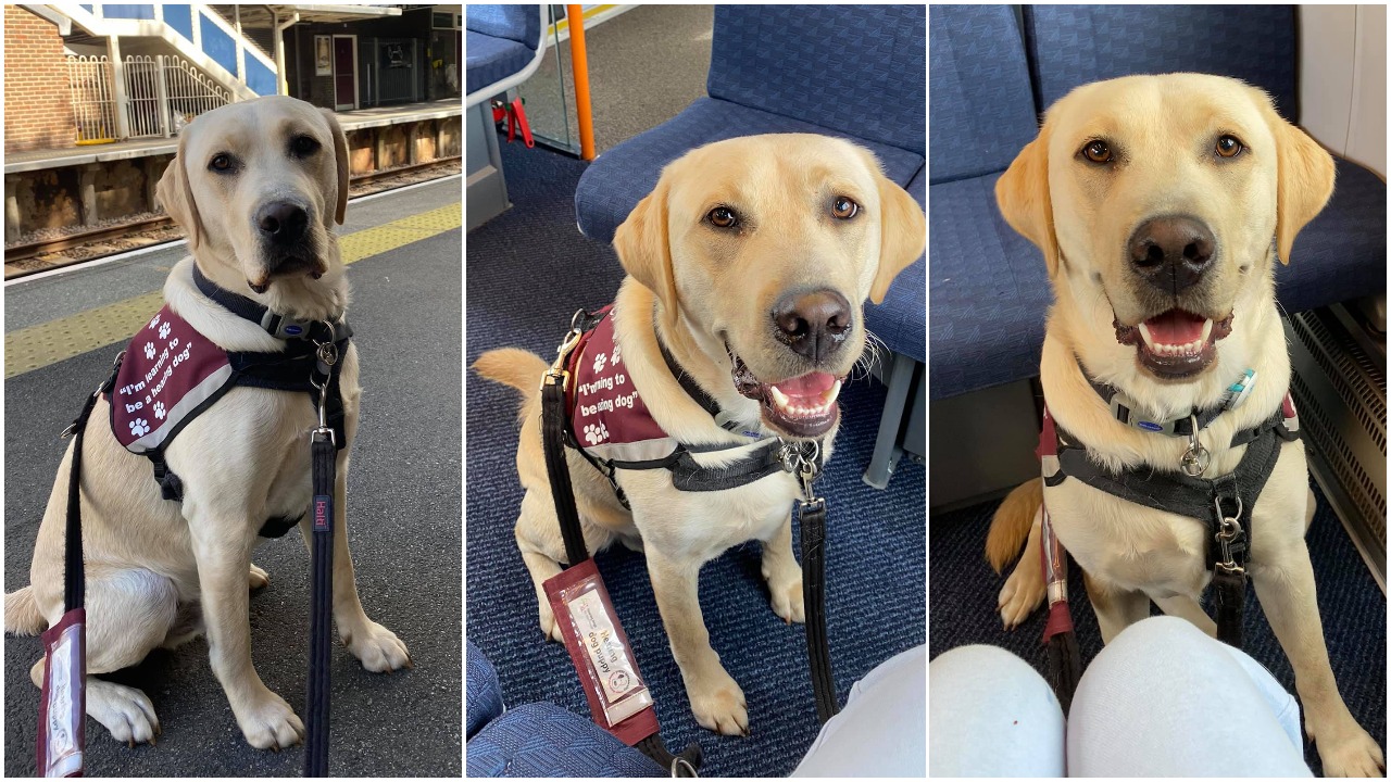 Three photos side-by-side of Biscuit's first train journey. The first shows him sitting on a platform at the station and the next two are of him sitting on the train and smiling