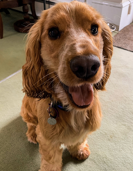 A close up of cocker spaniel Cain smiling