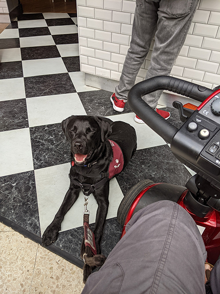 Black Labrador George with a big smile on his face as he settles next to a mobility scooter in a shop