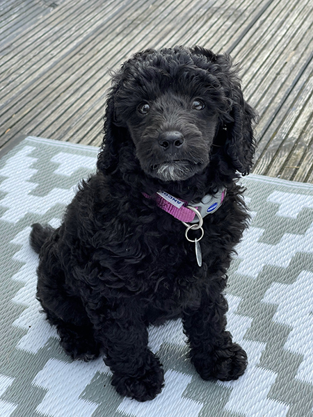 A close up of miniature poodle puppy Izzy sitting on a mat outside