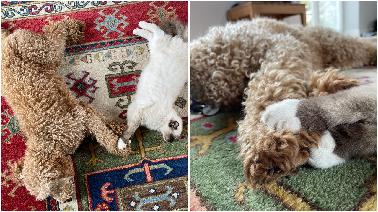 Two photos side-by-side of miniature poodle Nelson sleeping next to a cat