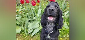 Cocker spaniel Austin