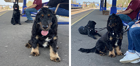 Black Labrador Gerry and cocker spaniel Elvis visit a train station