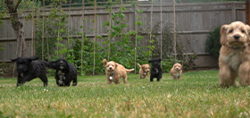 6 videos full of hearing dog cuteness