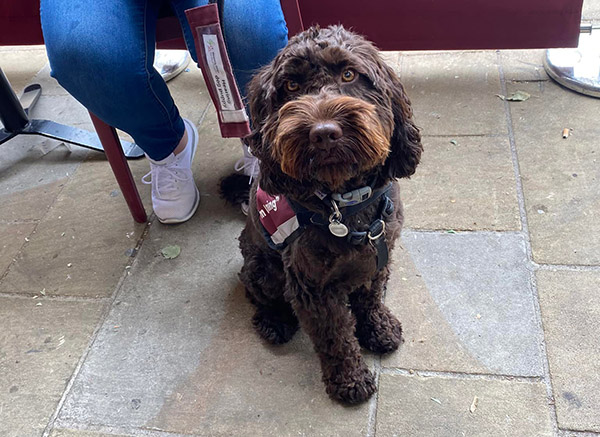Chocolate cockapoo Billy is sitting outside at a café. Billy is wearing his burgundy training jacket, which has the words 'I'm learning' written on it in white lettering. 