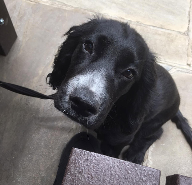 Cocker spaniel Eccles is sitting on the floor outside and looking up at the camera. Eccles has black fur with a white patch on her nose and on her tummy.