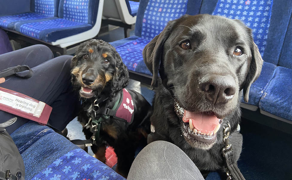 Cocker spaniel Elvis and black Labrador Waldo are sitting on the floor of a train and looking towards the camera.