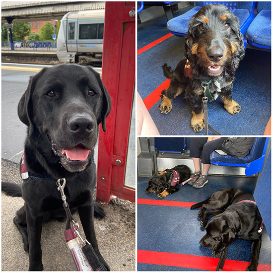 Three photos of black Labrador Waldo and cocker spaniel Elvis' train journey