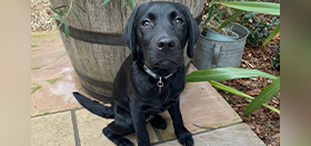 Black Labrador puppy Ned sitting and looking at the camera