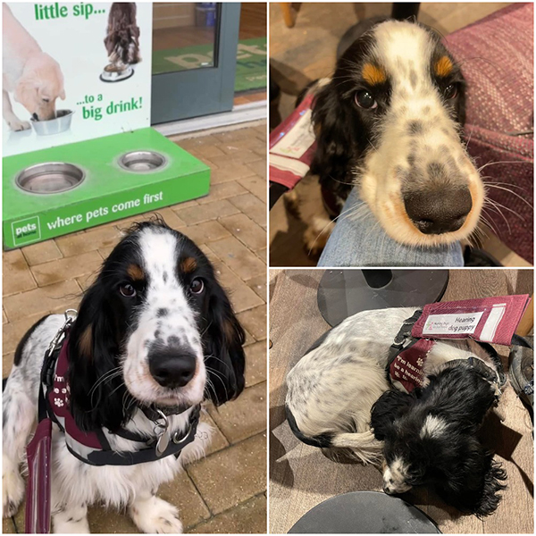 Three images of cocker spaniel Eric. The first shows Eric sitting outside of a shop, the second is a close up of Eric sitting in a cafe and the third is Eric settling on the floor in the same cafe