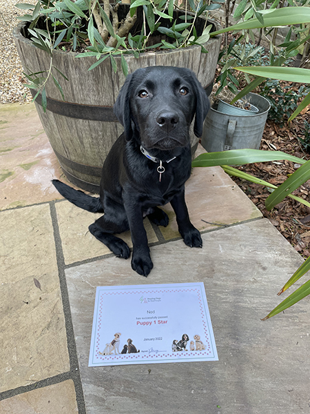 Black Labrador puppy Ned in the garden, sitting behind his certificate for passing the first stage of hearing dog training