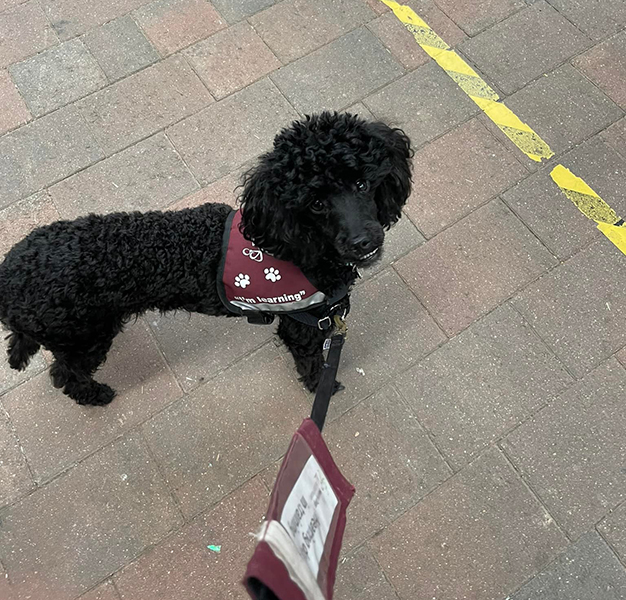 Miniature poodle Nyla wearing her burgundy jacket and looking at the camera during a visit to a garden centre