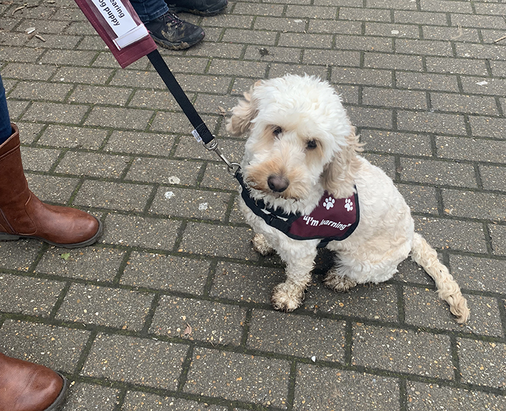 Cockapoo Vanilla in a town centre wearing her burgundy training jacket