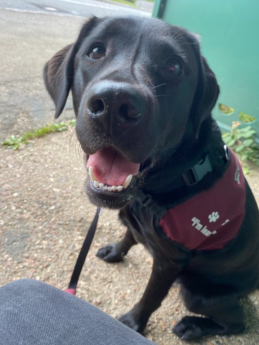 A close up of black Labrador Winnie at a bus stop, wearing her burgundy training jacket and looking at the camera.