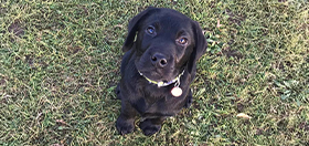 Black Labrador puppy Ned sitting and looking at the camera