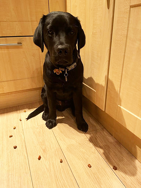 Black Labrador sitting next to nine treats and is looking away from them