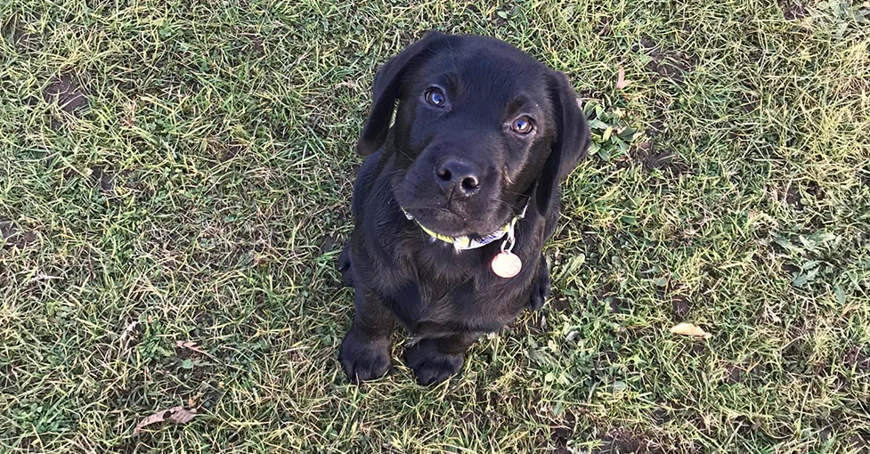 Black Labrador puppy Ned sitting outside at a park and looking at the camera