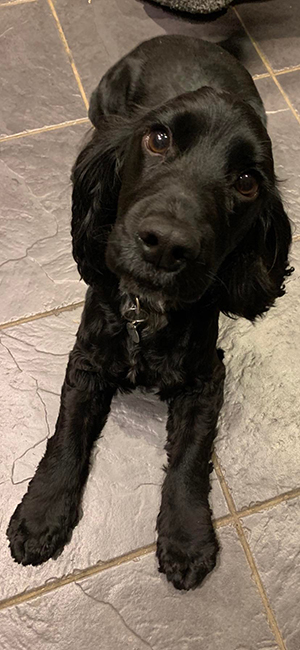 A close up of cocker spaniel Austin lying on the floor in our 'danger signal' pose whilst looking at the camera