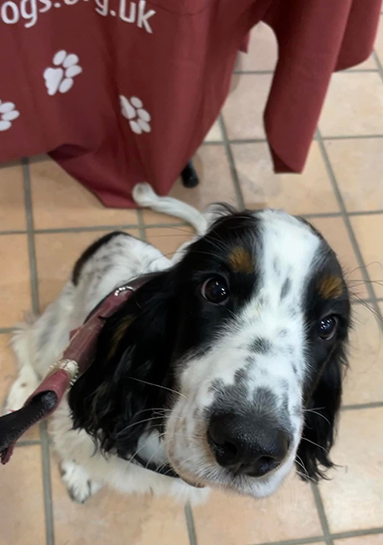 Cocker spaniel Eric at a fundraising event wearing his burgundy training jacket and sitting in front of the camera 