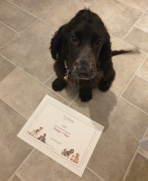 Cocker spaniel Lyra sitting next to her certificate, which was awarded for passing the first stage of her hearing dog training