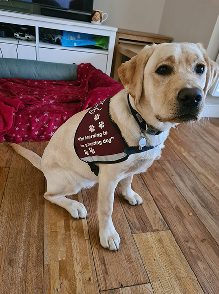 A close up of yellow Labrador Fearne wearing her burgundy training jacket