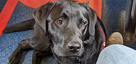 Black Labrador Nudge on a train