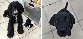 7 must-watch hearing dog videos