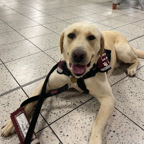 Yellow Labrador Biscuit settling at an airport