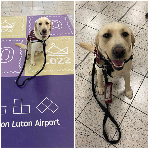 Two photos of yellow Labrador Biscuit at an airport