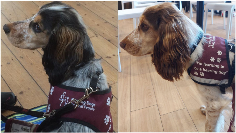 Cocker spaniels Paris and Pedro are both wearing their burgundy training jackets
