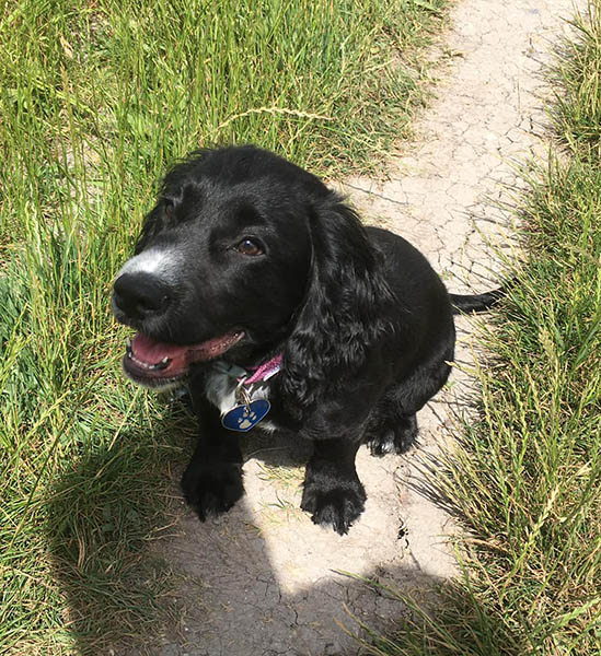 Cocker spaniel Eccles is sitting on a pathway in-between two patches of grass