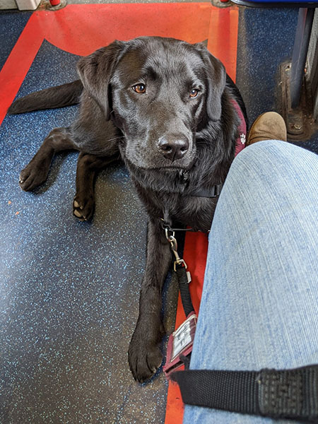 Black Labrador Nudge is lying on the floor of a train