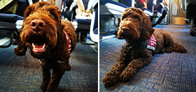 Cockapoo Benji on a train