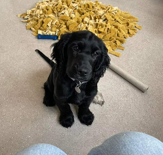 Cocker spaniel puppy Brock at his first training class