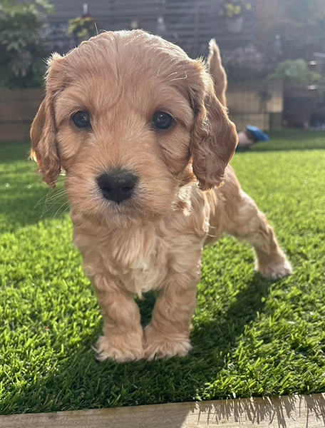 Apricot cockapoo puppy Freddie in the garden