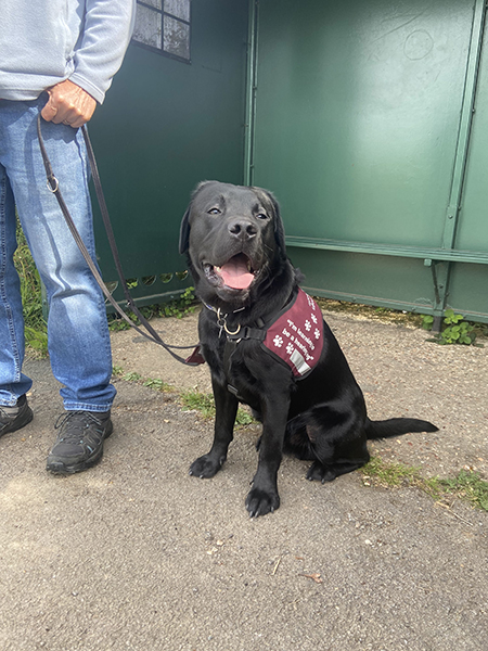 Black Labrador Gerry is waiting a bus stop