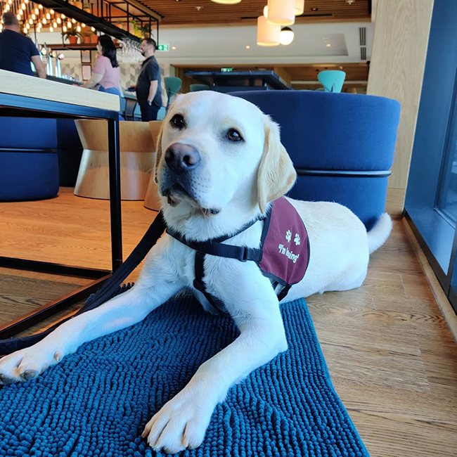 Yellow Labrador Pluto settling on the floor of a restaurant