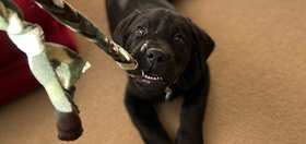 Black Labrador puppy Spirit