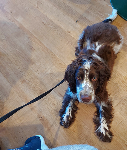 Cocker spaniel Lucy laying on the floor of a cafe as she practises her settle