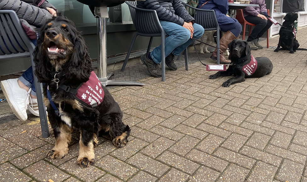 A photo of cocker spaniel Elvis and black Labradors Georgia and Gerry all sitting outside a cafe with their volunteer trainers