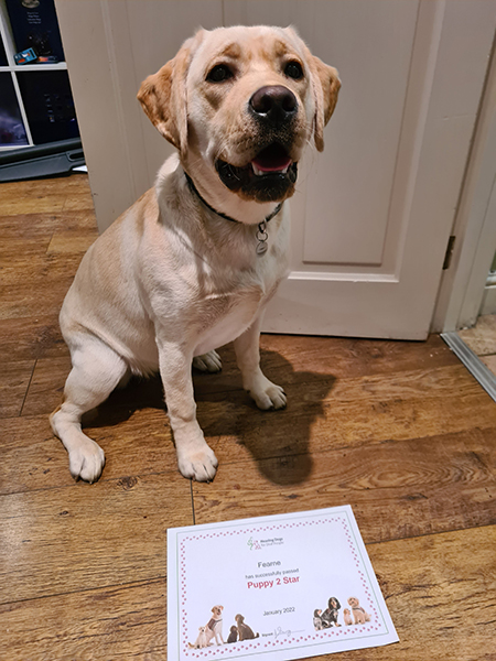Yellow Labrador Fearne sitting next to a paper certificate, which she was awarded for passing the second stage of her hearing dog training