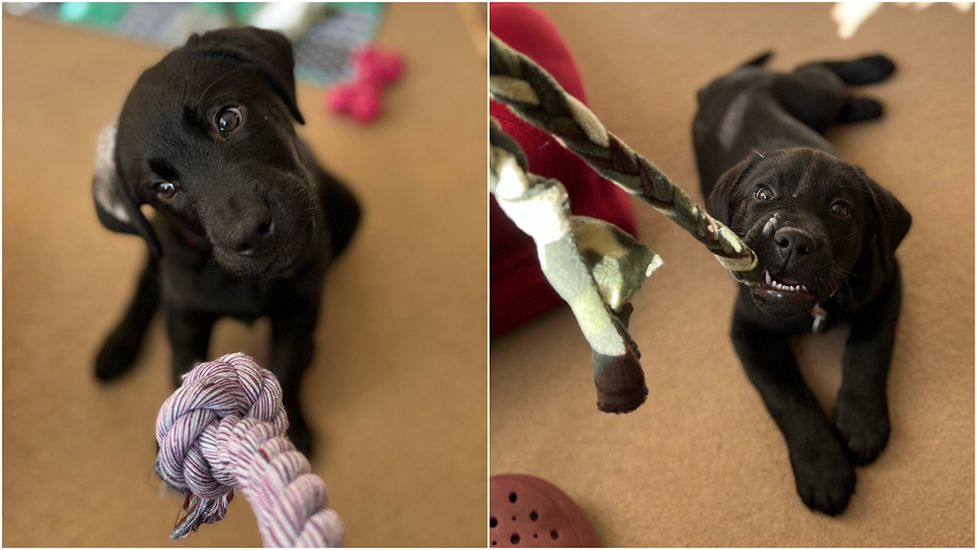Two photos side by side of black Labrador puppy Spirit playing with ragger toys