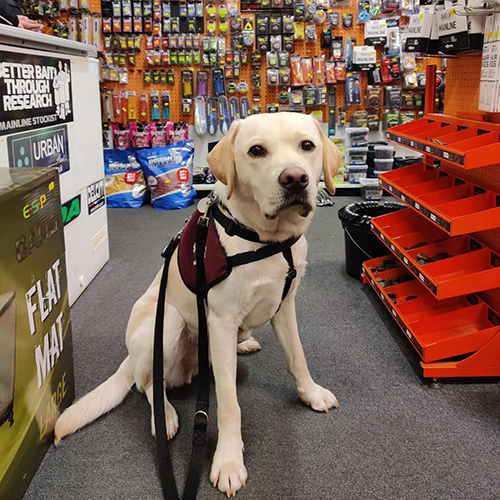 A close up of yellow Labrador Pluto wearing his burgundy training jacket while in a shop