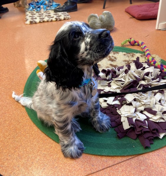 Cocker spaniel puppy Ralph sitting and looking up at his volunteer puppy trainer