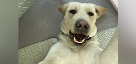 Yellow Labrador Biscuit