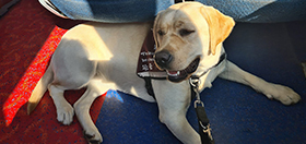 Yellow Labrador Fearne on the bus